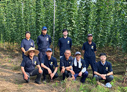 国産ホップ生産を支える(技術支援・苗供給)