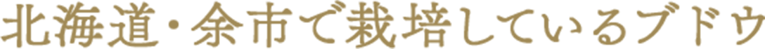 北海道・余市で栽培しているブドウ